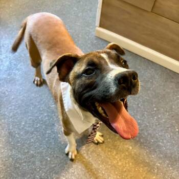 Mountain Cur and Mixed Breed Dogs Available for Adoption in Metamora, Michigan - Blackbeard | PetCurious