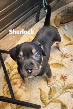 Sherlock -  Pit Bull Terrier and Rottweiler Dog for Adoption in Marine City, Michigan - Sherlock | PetCurious