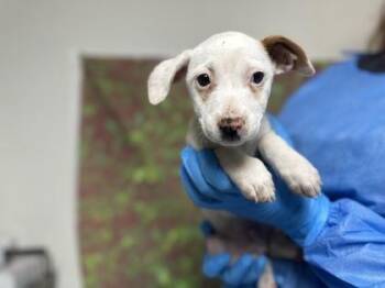 Terrier and Mixed Breed Dogs Available for Adoption in San Antonio, Texas - Dexter | PetCurious