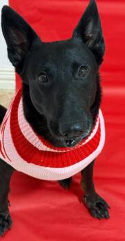German Shepherd Dog Dogs Available for Adoption - Raven Obsidiana | PetCurious