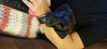 Norman -  Labrador Retriever Dog for Adoption in Aurora, Illinois - Norman | PetCurious