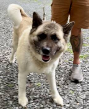 Marshmallow -  Akita Dog for Adoption in Toms River, New Jersey - Marshmallow | PetCurious