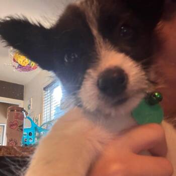 Belly -  Mixed Breed Dog for Adoption in Buffalo, Minnesota - Belly | PetCurious