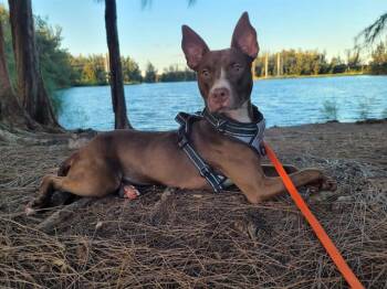 Rescue Pharaoh Hound and American Staffordshire Terrier Dogs for Adoption in Fort Lauderdale, Florida - CHUPA | PetCurious