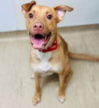 Mixed Breed Dogs Available for Adoption in West Chester, Pennsylvania - Vitelotte | PetCurious