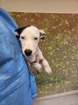 Reagan -  American Staffordshire Terrier and Mixed Breed Dog for Adoption in San Antonio, Texas - Reagan | PetCurious