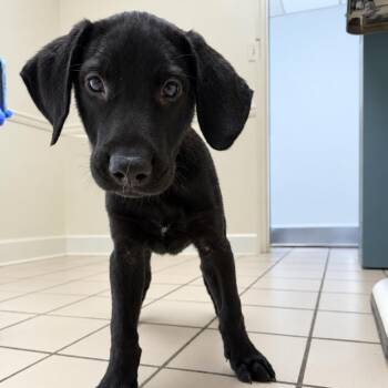 TUSC-Stray-86032 -  Black Labrador Retriever and Mixed Breed Dog for Adoption in Tuscaloosa, Alabama - TUSC-Stray-86032 | PetCurious