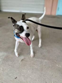 Hazey - 2 -  Rat Terrier and Mixed Breed Dog for Adoption in Daytona Beach, Florida - Hazey - 2 | PetCurious