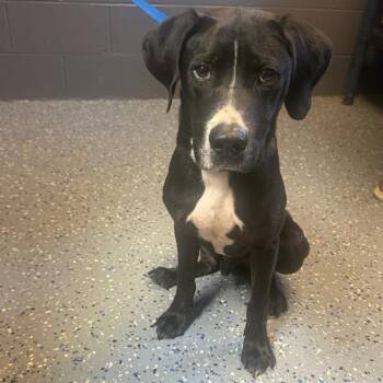 TUSC-Stray-85432 -  Hound and Labrador Retriever Dog for Adoption in Tuscaloosa, Alabama - TUSC-Stray-85432 | PetCurious
