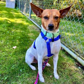 Ringo -  Mixed Breed Dog for Adoption in New York, New York - Ringo | PetCurious