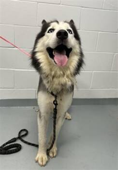 SCAR -  Siberian Husky Dog for Adoption in St. Cloud, Florida - SCAR | PetCurious