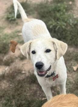 Rescue Great Pyrenees Dogs for Adoption in Kiowa, Oklahoma - Hurricane | PetCurious