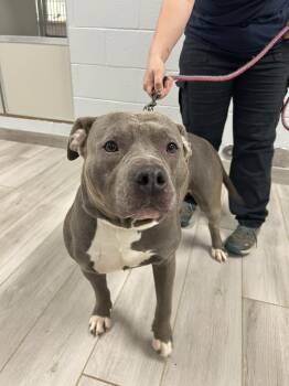 American Staffordshire Terrier Dogs Available for Adoption in Maidens, Virginia - Pop-Eye | PetCurious