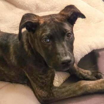Mixed Breed Dogs Available for Adoption in Rensselaer, New York - Hazelle | PetCurious