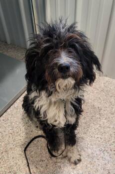 Scrappy -  Mixed Breed Dog for Adoption in Medford, Wisconsin - Scrappy | PetCurious