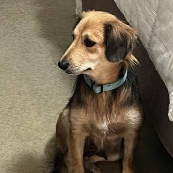 Beagle and Australian Shepherd Dogs Available for Adoption in New Orleans, Louisiana - Darcy | PetCurious