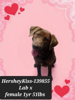 Chocolate Labrador Retriever and Labrador Retriever Dogs Available for Adoption - Hershey Kiss *foster Needed*  | PetCurious
