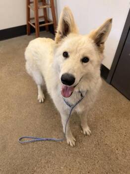 Karla Coyote -  German Shepherd Dog and Husky Dog for Adoption in Cleveland, Ohio - Karla Coyote | PetCurious