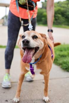 SONY -  Rhodesian Ridgeback and Mixed Breed Dog for Adoption in Dallas, Texas - SONY | PetCurious