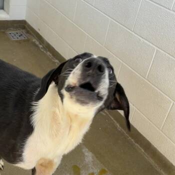 Diesel -  Bluetick Coonhound and Great Dane Dog for Adoption in Harrisonburg, Virginia - Diesel | PetCurious