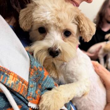 Winkie C-34112 -  Maltese Dog for Adoption in Oklahoma City, Oklahoma - Winkie C-34112 | PetCurious