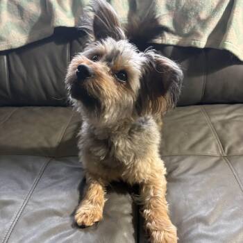 Terrier Dogs Available for Adoption - Murphy | PetCurious