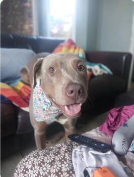 Rescue Pit Bull Terrier Dogs for Adoption - ROCCO | PetCurious