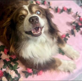 Athena -  Australian Shepherd Dog for Adoption in New Stanton, Pennsylvania - Athena | PetCurious