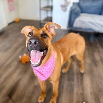 Elly Gant Girly -  German Shepherd Dog and Belgian Shepherd Malinois Dog for Adoption in Friendswood, Texas - Elly Gant Girly | PetCurious