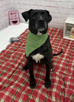 Port Fair -  Labrador Retriever and American Staffordshire Terrier Dog for Adoption in Detroit, Michigan - Port Fair | PetCurious