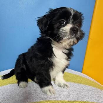 Shih Tzu and Havanese Dogs Available for Adoption in Toronto, Ontario - Calypso | PetCurious