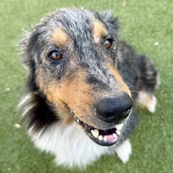 Australian Shepherd Dogs Available for Adoption in Largo, Florida - Quinzel | PetCurious