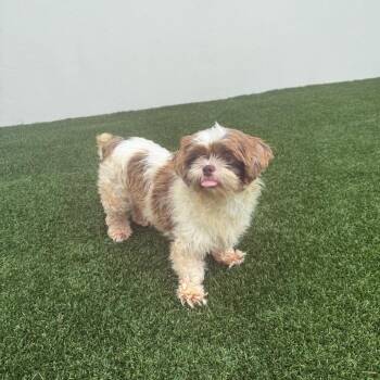 Lulu 1029 -  Shih Tzu Dog for Adoption in Loxahatchee Groves, Florida - Lulu 1029 | PetCurious