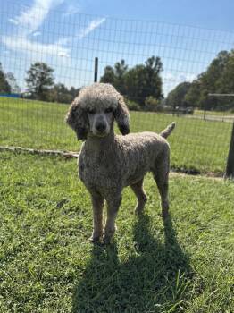 Amyla Sep 26 -  Standard Poodle Dog for Adoption in Pacolet, South Carolina - Amyla Sep 26 | PetCurious