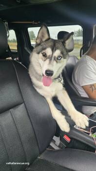Rescue Husky Dogs for Adoption in Winlock, Washington - Balto | PetCurious