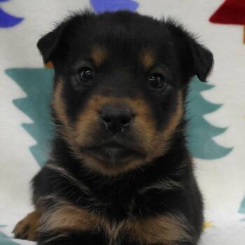 Lexiee D11448 -  German Shepherd Dog and Labrador Retriever Dog Available for Adoption - Lexiee D11448 | PetCurious