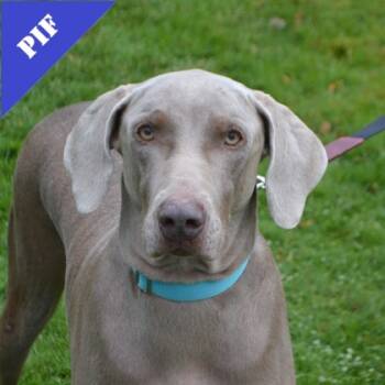 Rescue Weimaraner and Mixed Breed Dogs for Adoption in Elk Grove Village, Illinois - Dieter+ | PetCurious