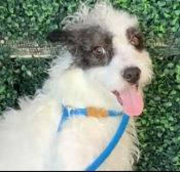 Wirehaired Terrier and Poodle Dogs Available for Adoption in Thompson Falls, Montana - Spunky | PetCurious
