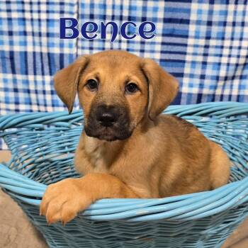 Mixed Breed Dogs Available for Adoption in Joliet, Illinois - Bence | PetCurious