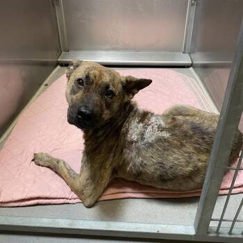 CHICAGO -  Pit Bull Terrier and Mixed Breed Dog for Adoption in Modesto, California - CHICAGO | PetCurious