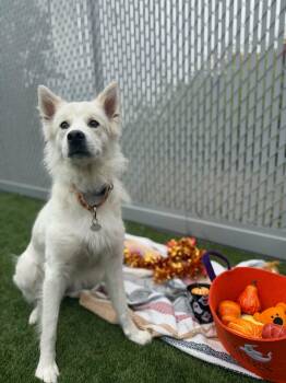 PERLE -  Siberian Husky Dog for Adoption in Delson, Quebec - PERLE | PetCurious