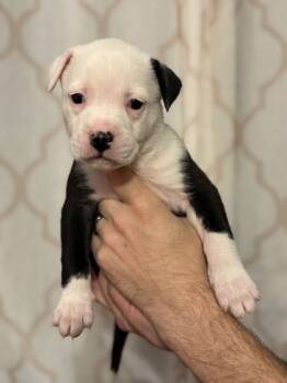 Rescue Pit Bull Terrier and Mixed Breed Dogs for Adoption in Morton Grove, Illinois - Ella | PetCurious