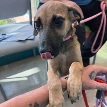 Magnolia Baby -  Labrador Retriever and German Shepherd Dog Dog for Adoption in Austin, Texas - Magnolia Baby | PetCurious