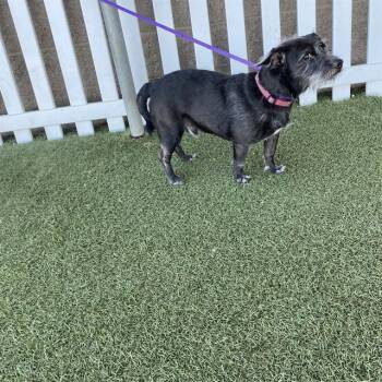 A614833 -  Norfolk Terrier and Mixed Breed Dog for Adoption in Modesto, California - A614833 | PetCurious