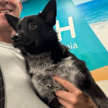 Rooney -  Jack Russell Terrier and Chihuahua Dog for Adoption - Rooney | PetCurious
