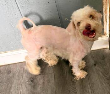 Tommy -  Poodle Dog for Adoption in Warren, Michigan - Tommy | PetCurious