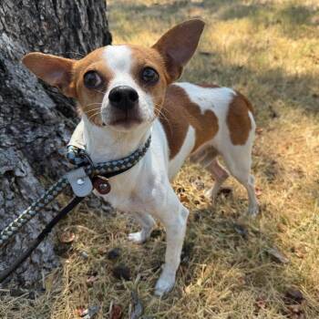 Bernard -  Chihuahua Dog for Adoption in Bloomfield, Connecticut - Bernard | PetCurious