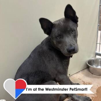 McKayla -  Mixed Breed Dog for Adoption in Fort Collins, Colorado - McKayla | PetCurious