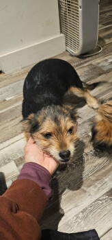 Rescue Shih Tzu and Chihuahua Dogs for Adoption in Ocean Township, New Jersey - Poe | PetCurious