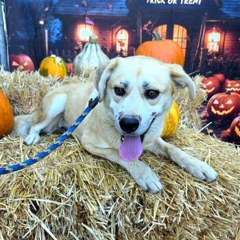 Rescue Labrador Retriever and Golden Retriever Dogs for Adoption in Long Beach, California - HARRISON | PetCurious